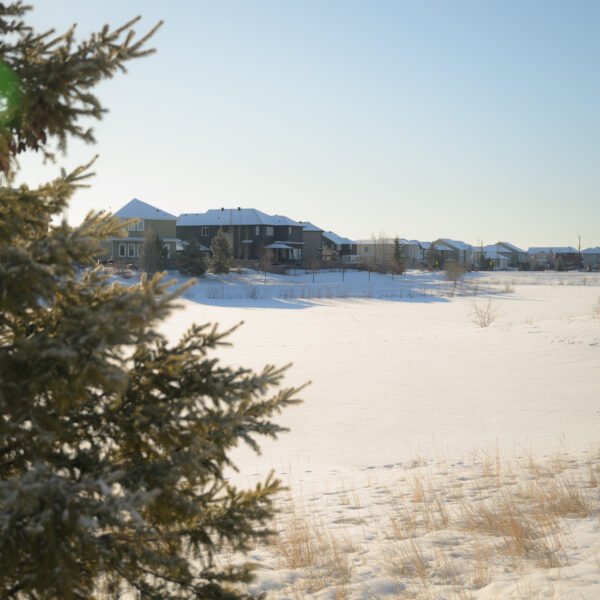 Pond and homes framed by evergreens in Dansereau Meadows, Beaumont, Alberta.